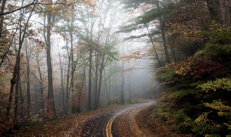 Foggy forest road in autumn wallpapers