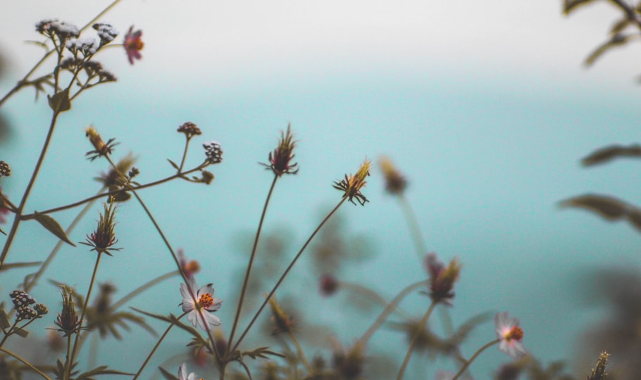 Up close flower buds wallpapers