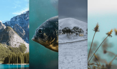 Wallpapers of the Month #4