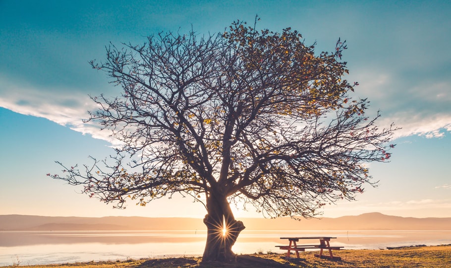A tree at sunset wallpapers